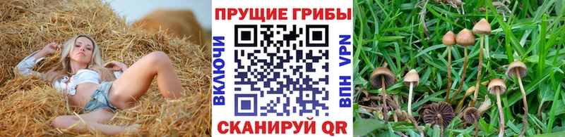 Псилоцибиновые грибы мицелий  Мурино 